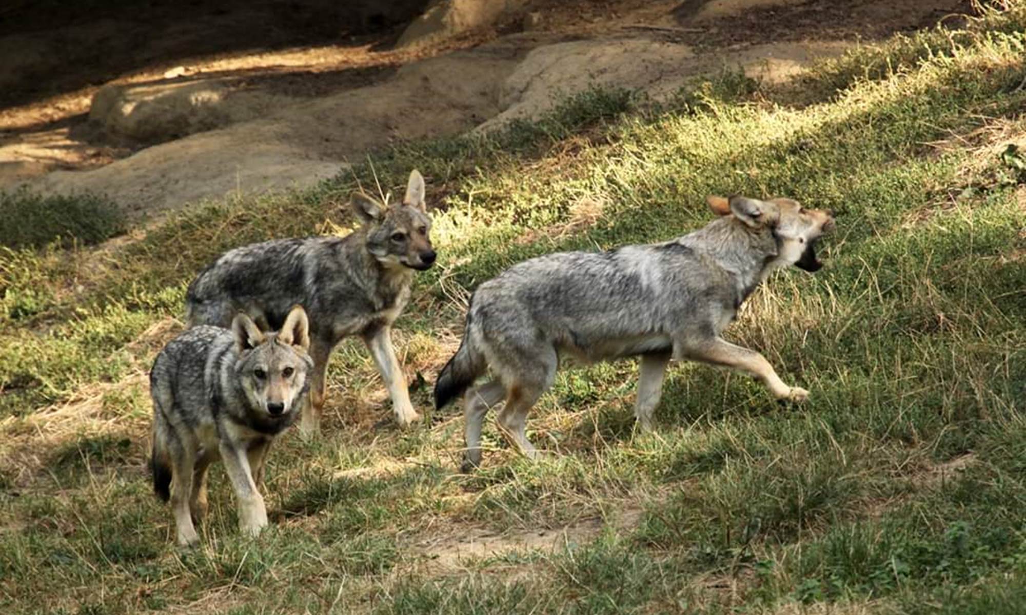 Gite le Masgiral Les loups de Chabrière-galerie