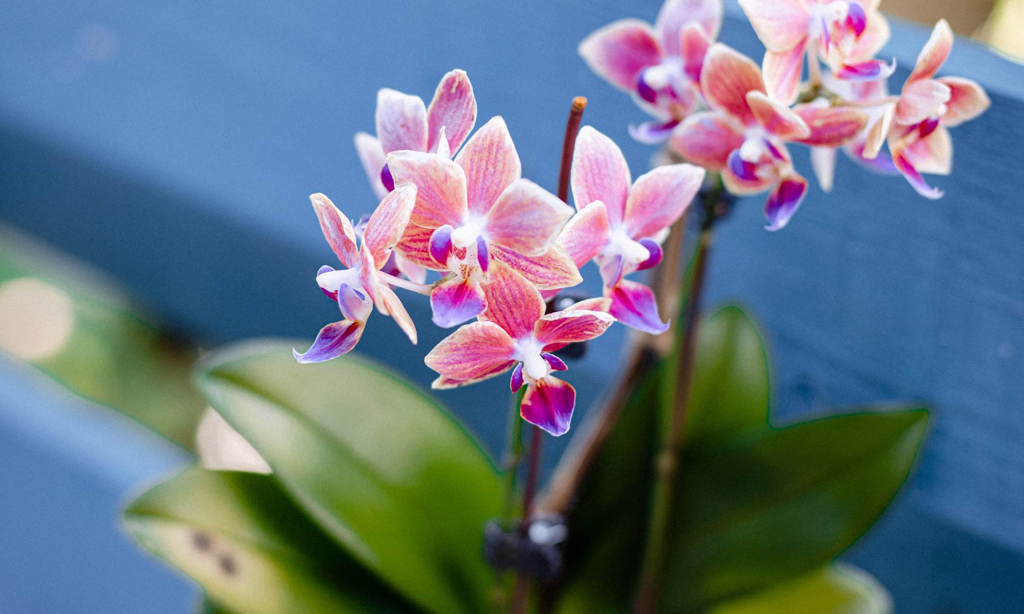 Le Jardin de Ravintsara-galerie