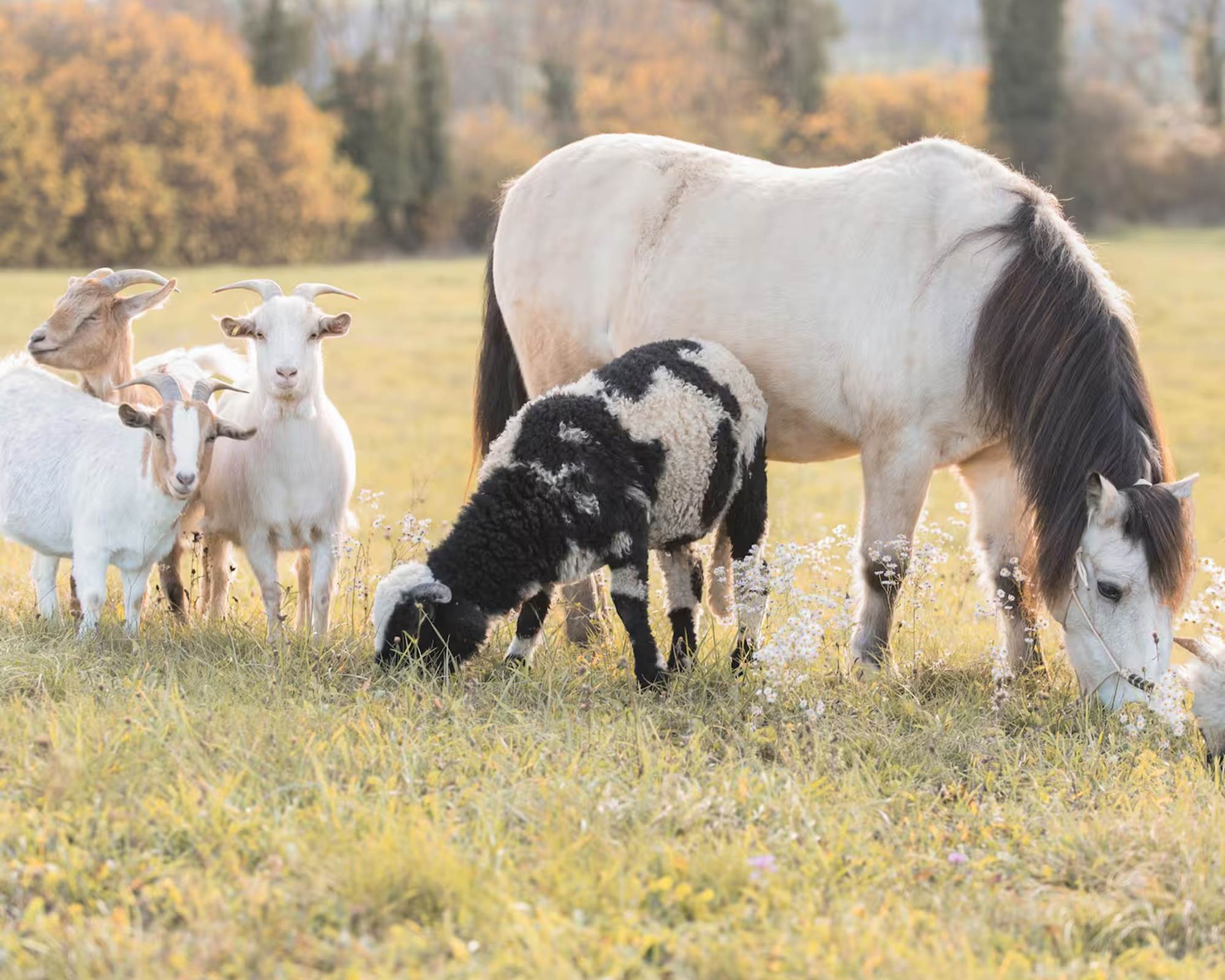 Poneys et moutons dans les prairies autour du gîte