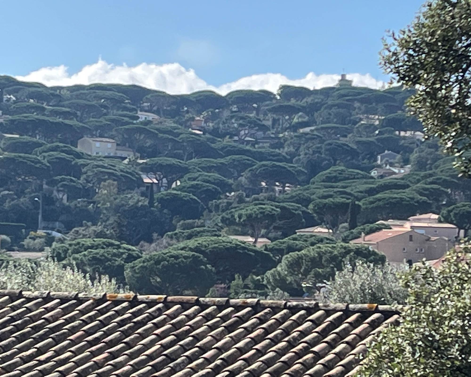 View of mountain from the Garden-photo-gallery