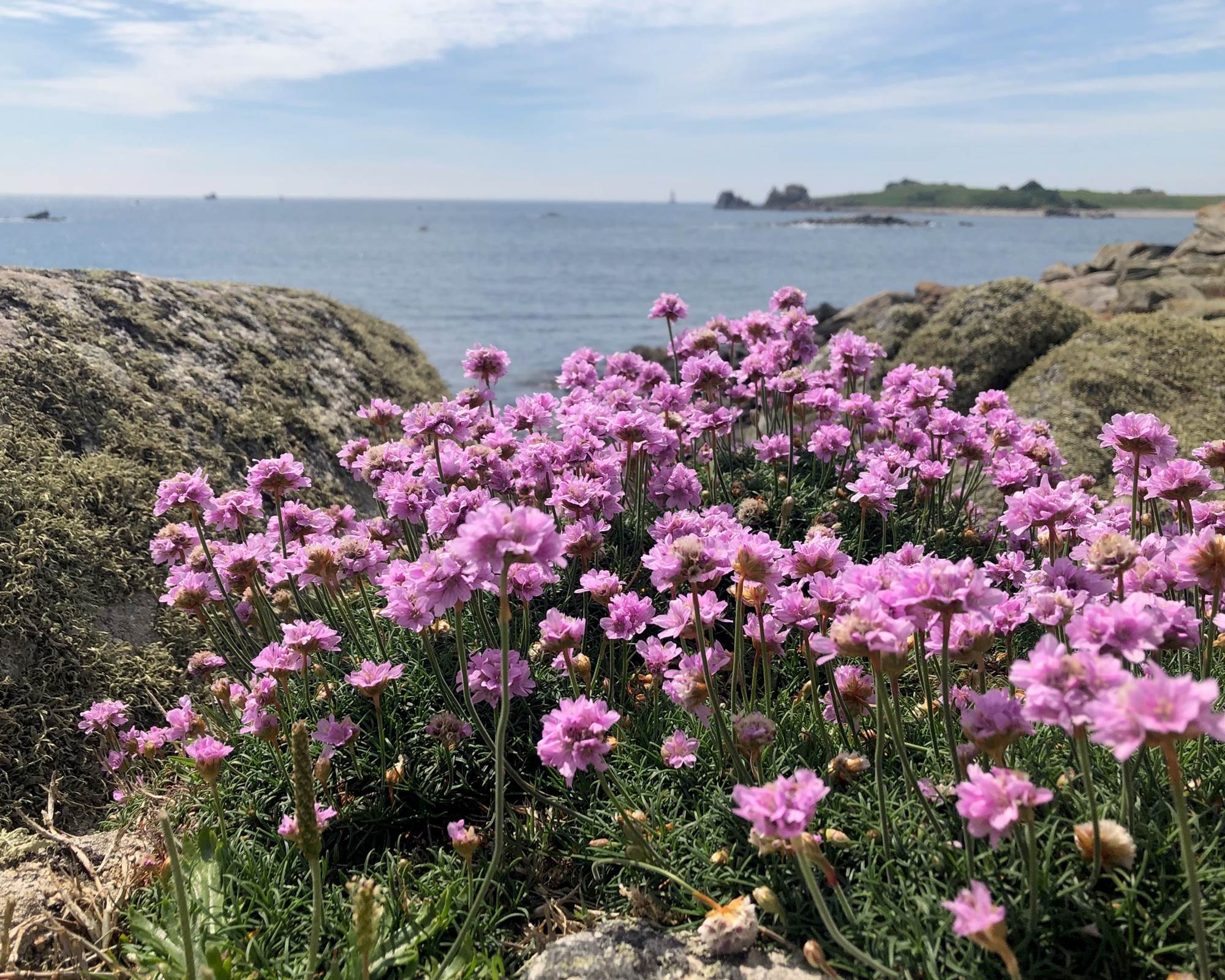 Location-Finistère Nord-Pays d'Iroise. Armérias-GR34, proche "Terre d'Iroise"