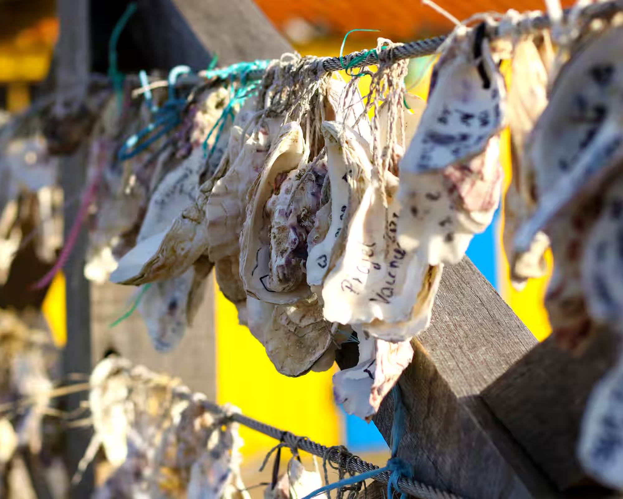 Villa Dolusienne - huîtres