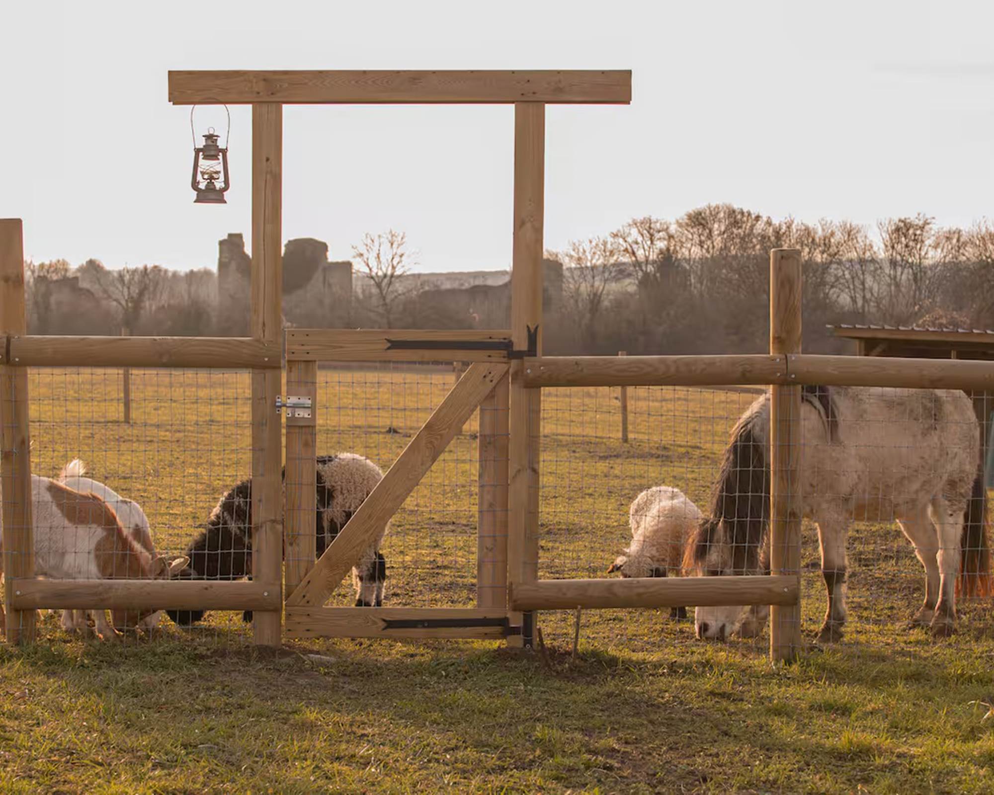 Les animaux de la ferme à la campagne