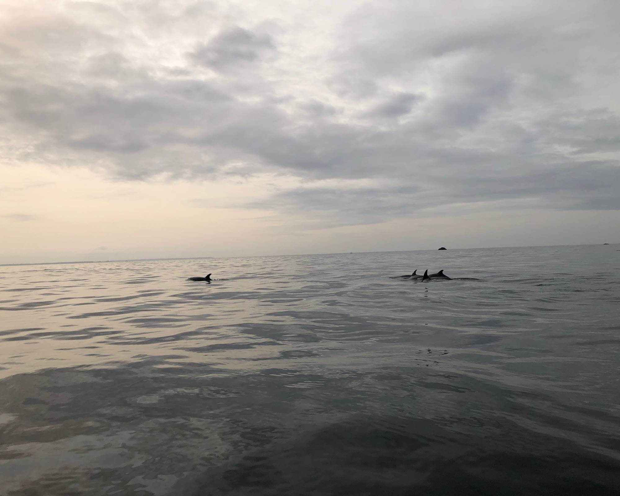 Pied à terre-Finistère Nord-dauphins-mer d'Iroise-Archipel Excursions-Terre d'Iroise