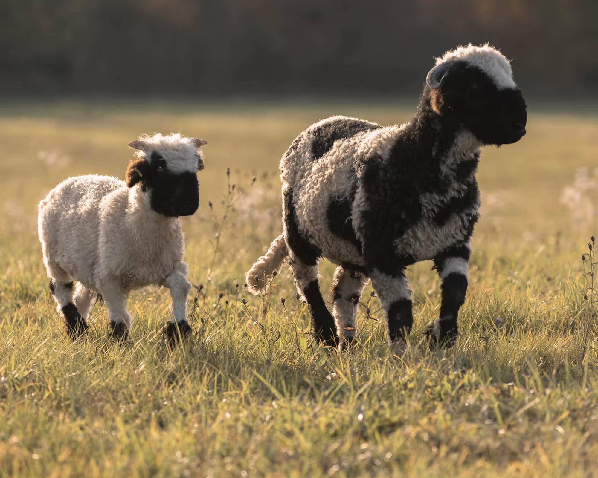 Au contact des animaux