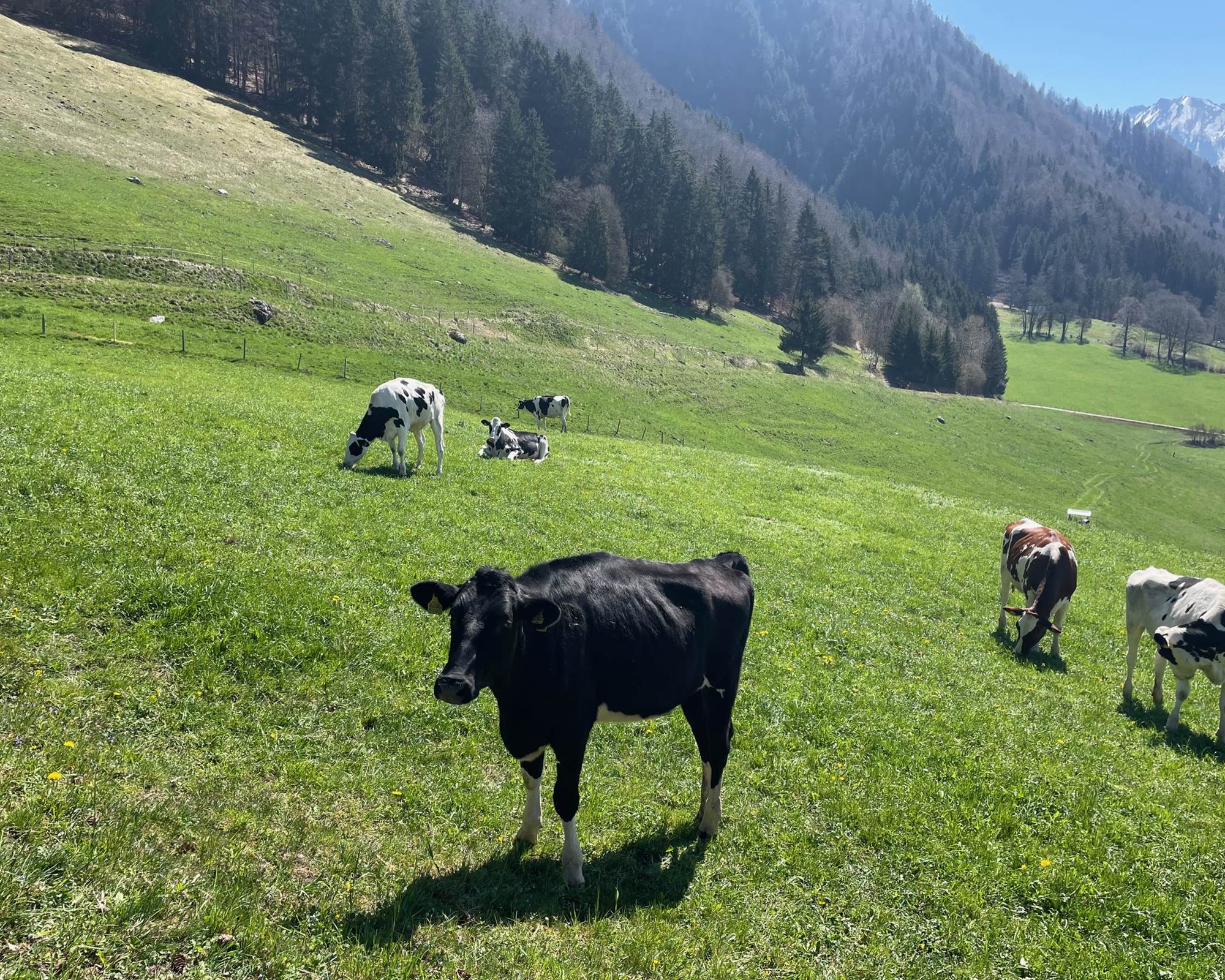 Vaches de la Gruyère aux alentours