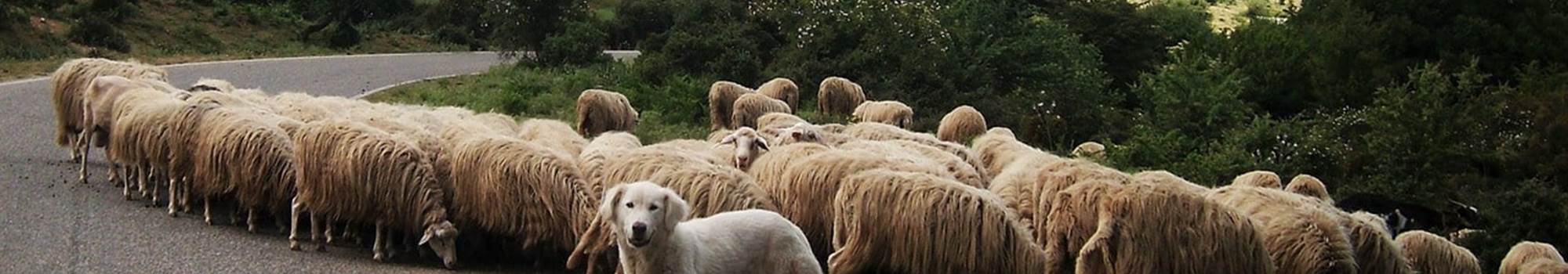 Transhumance Pyrénées