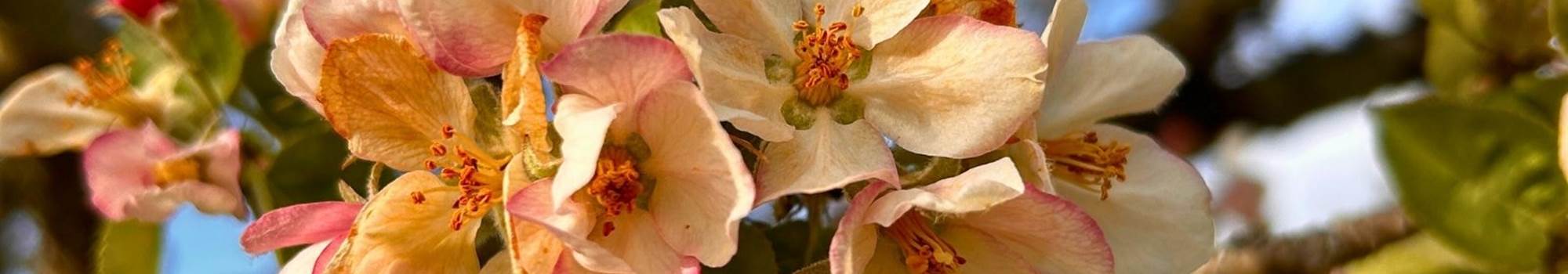 Fleurs de pommier du domaine