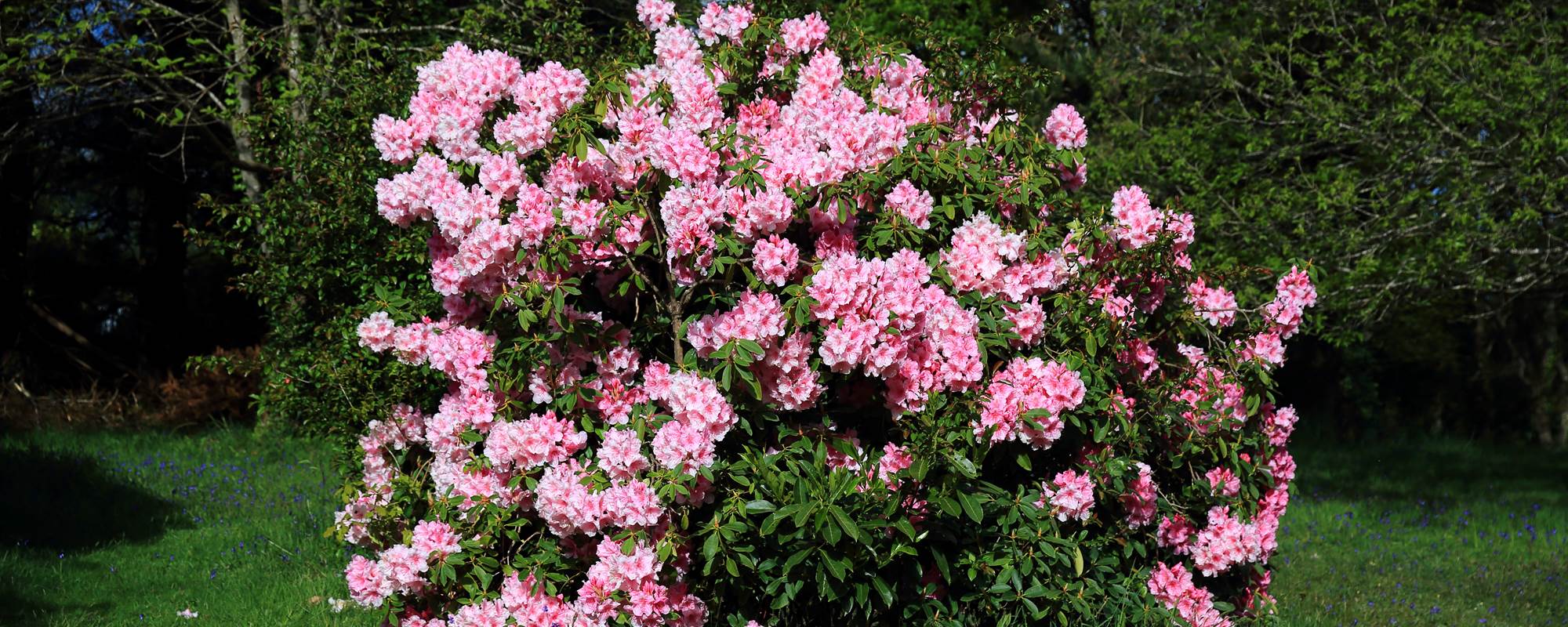 Rhododindrons en fleur dans notre jardin