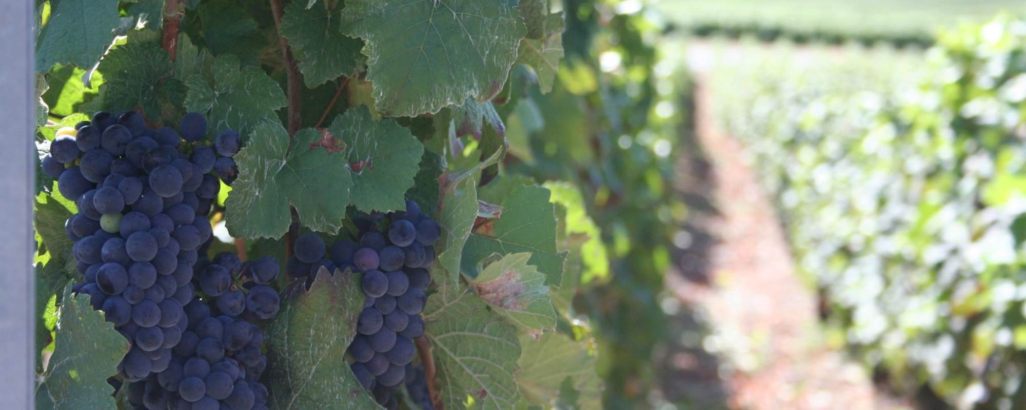 raisin noir au champagne  ARNOULT