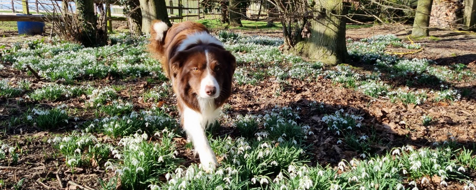 Le chien de la maison