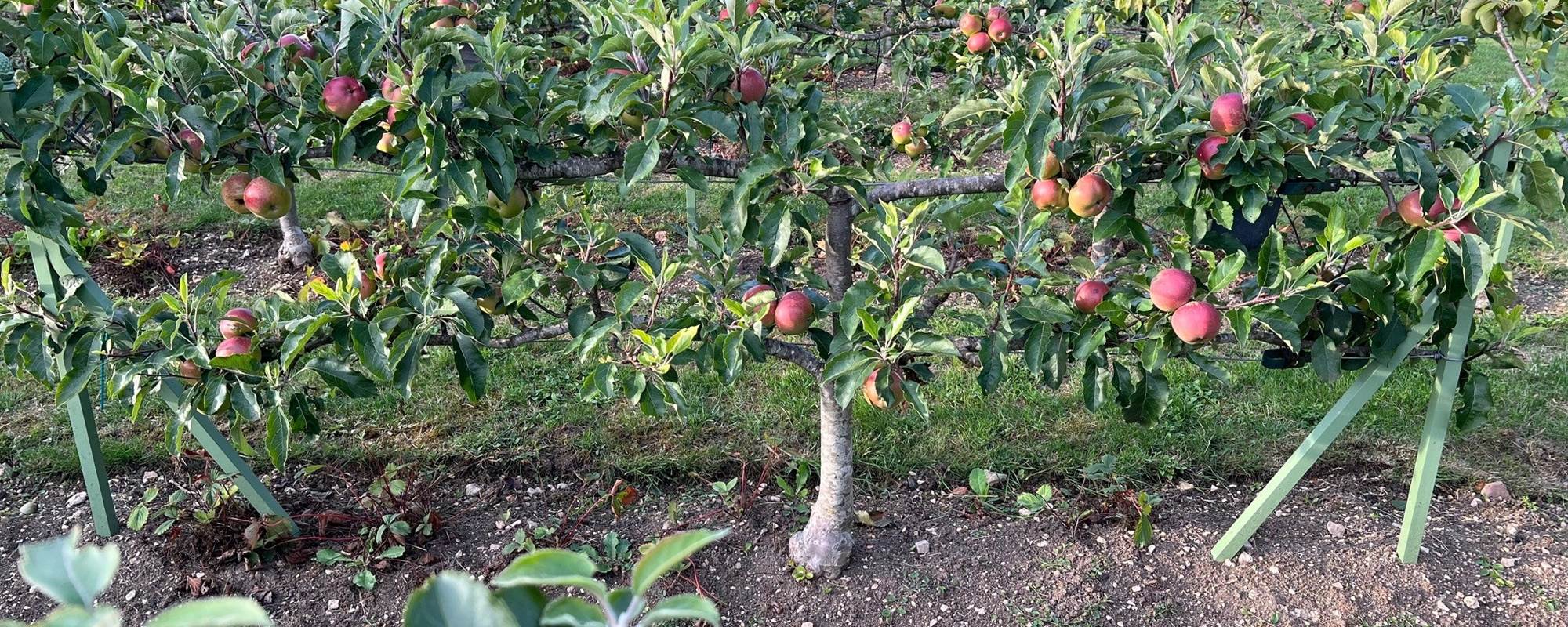 ESPALIER EN CORDONS DANS LES VERGERS-POTAGERS