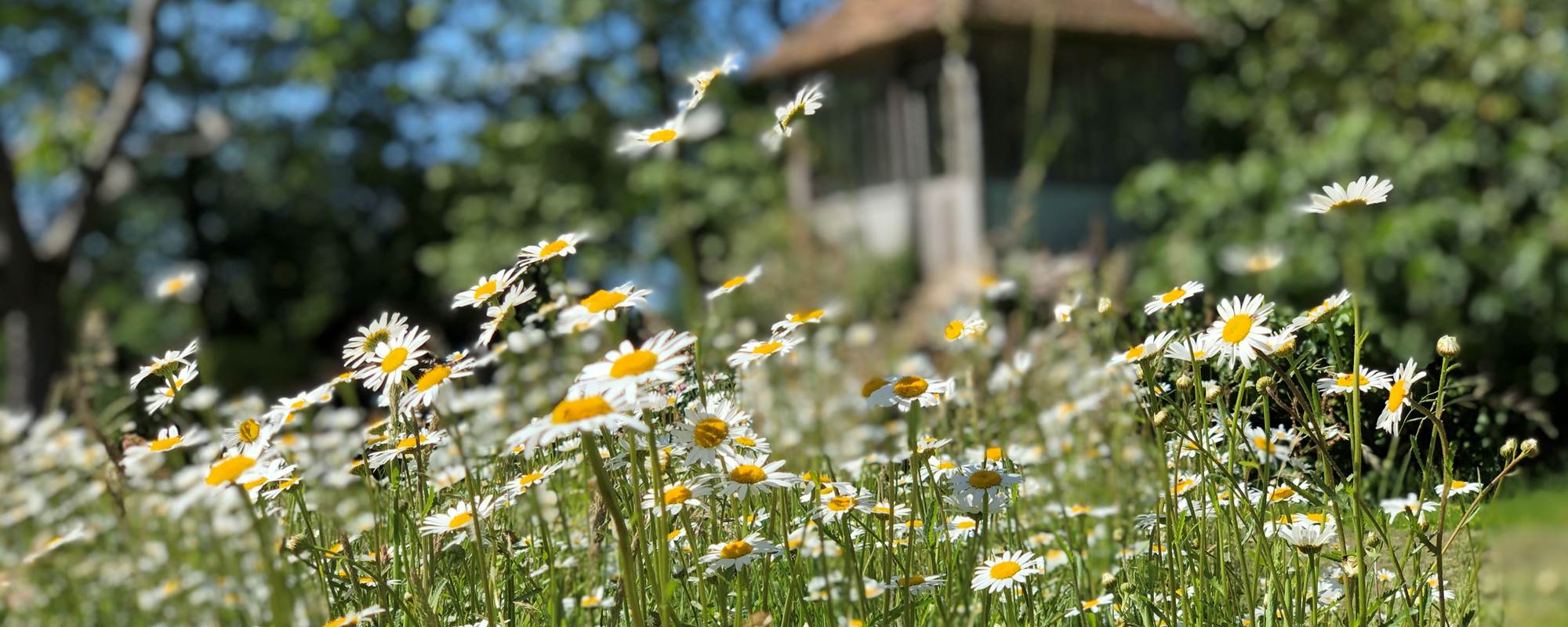 Printemps fleuri -Parc de la Villa Rochette