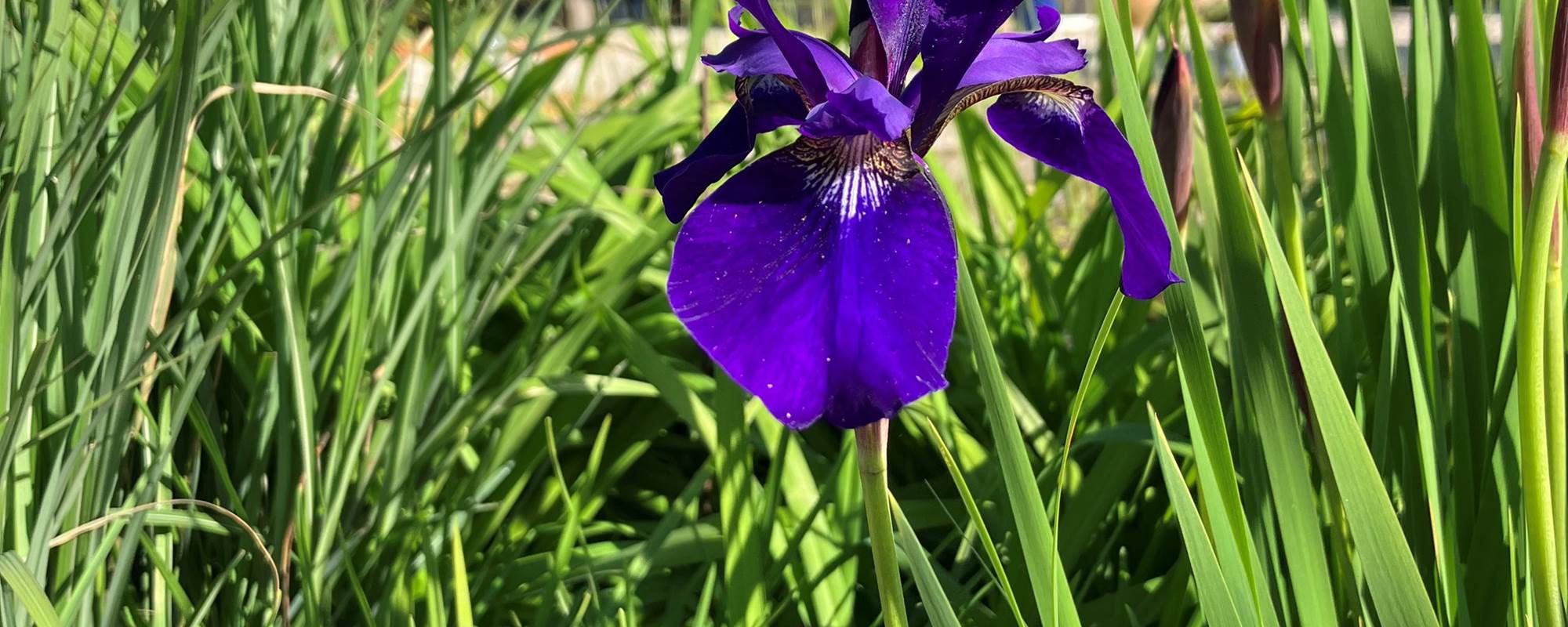 aufildeleau-cotentin-bnb-chambre-hote-jardin