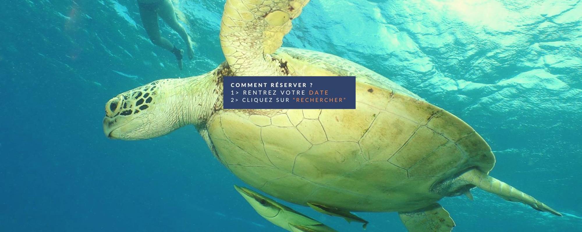 tortue dalocean