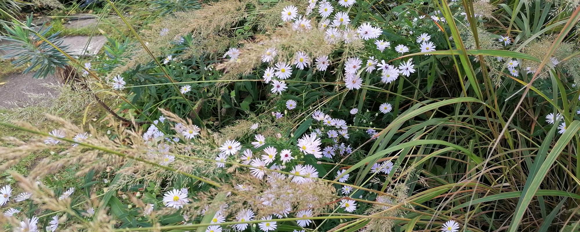 Jardin à  La Malposte à Reviers
