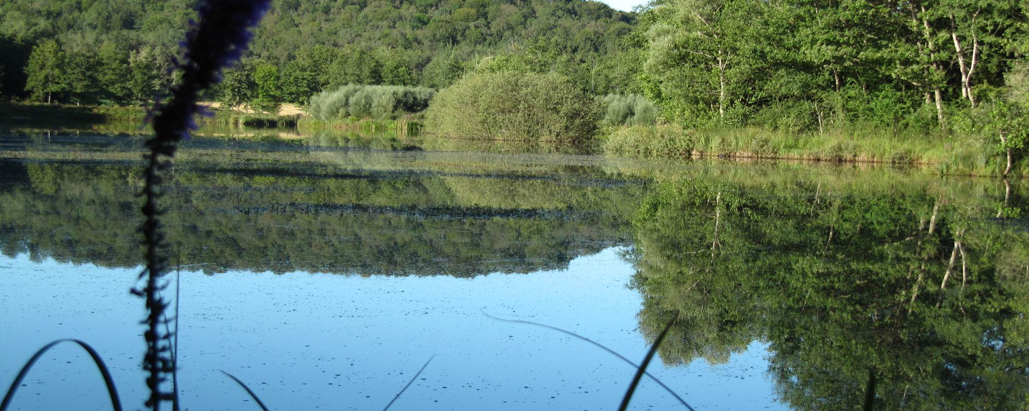 Environnement du Relais des deux tours "Etang du Breuillez"