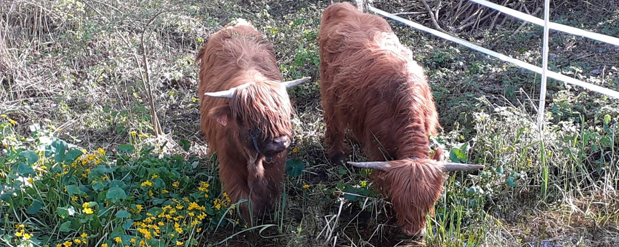 Domaine du Gué du Roi Vaches Highland