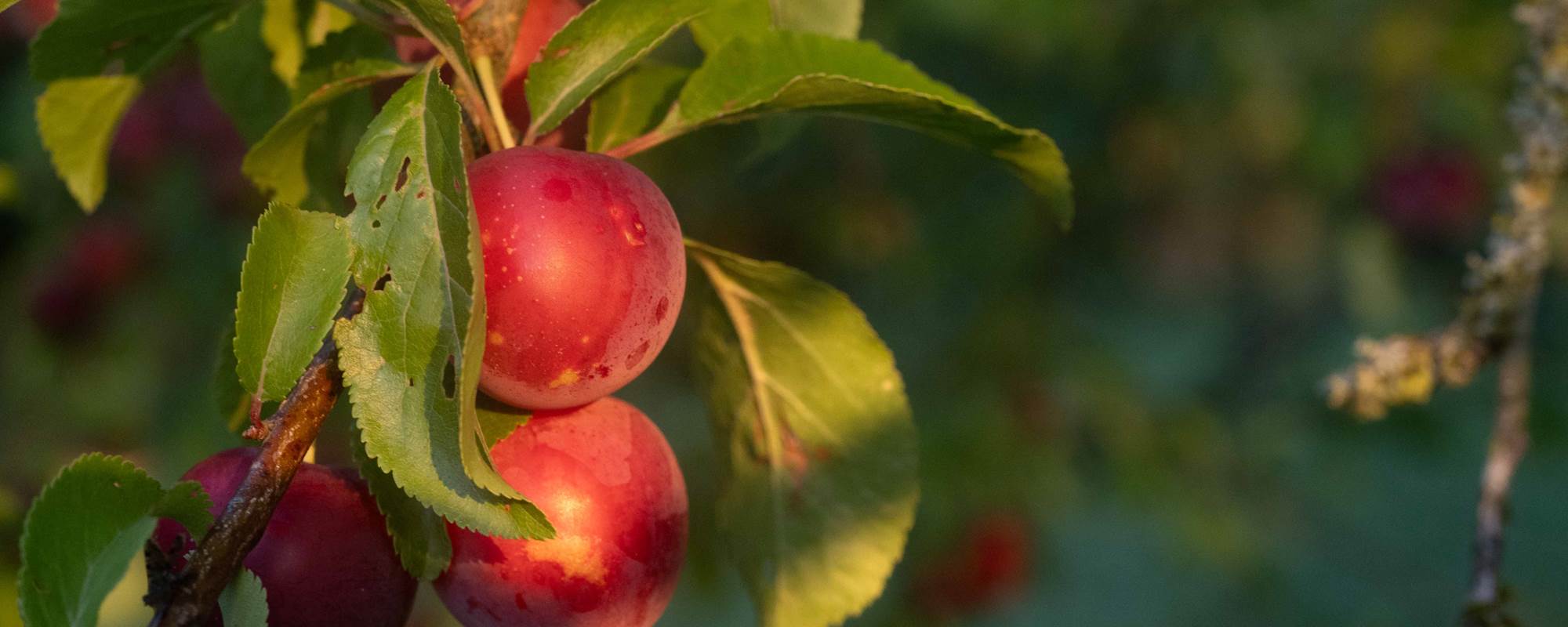 09 Jardin.- MSA_0684_