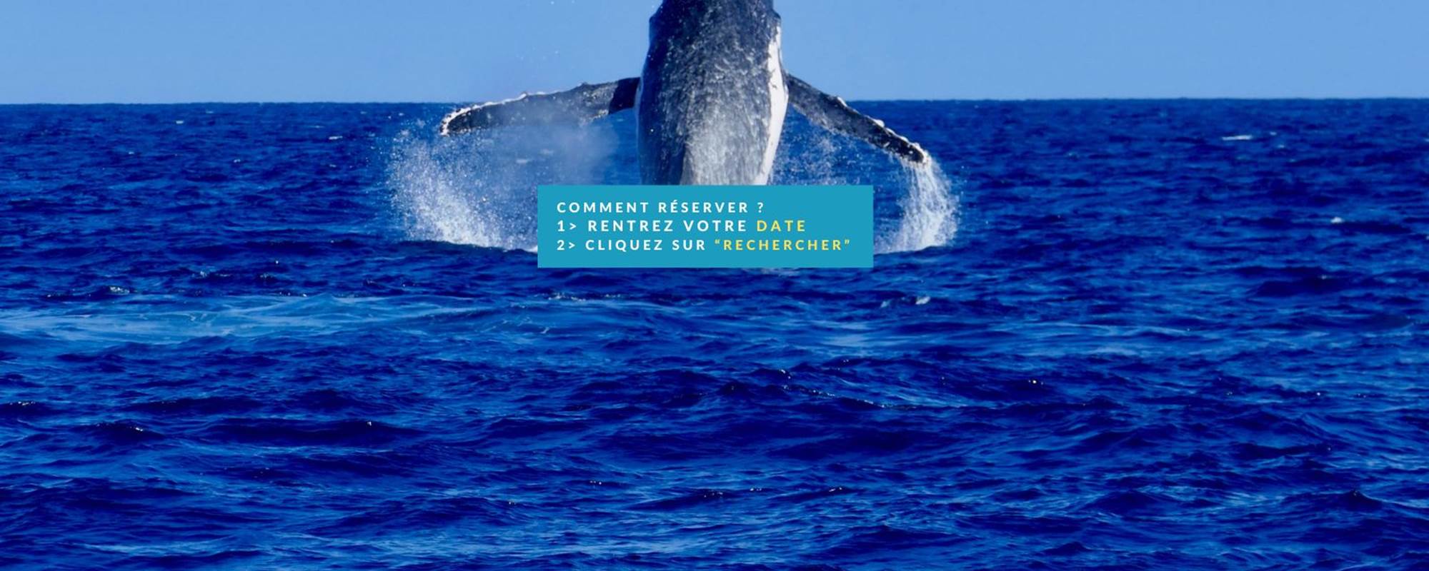 baleines dalocean RESA (1600 x 1200 px)(5)