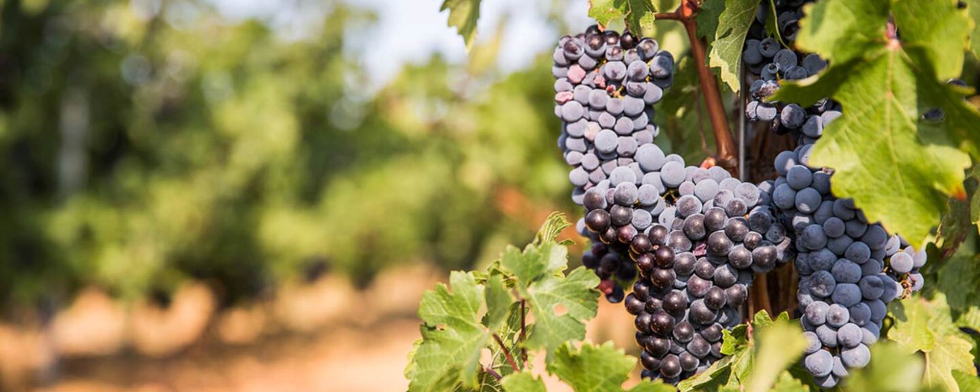 Sentier de randonnée dans le massif du Caroux, à proximité du Domaine Sainte Suzanne