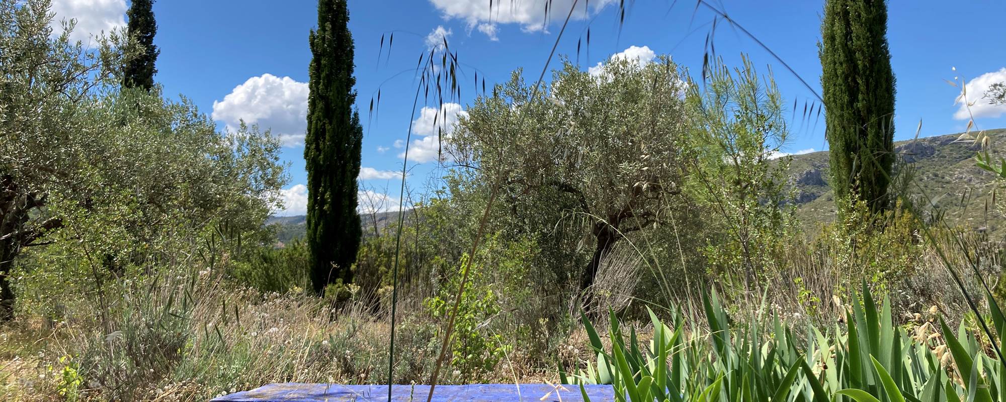 View from the garden