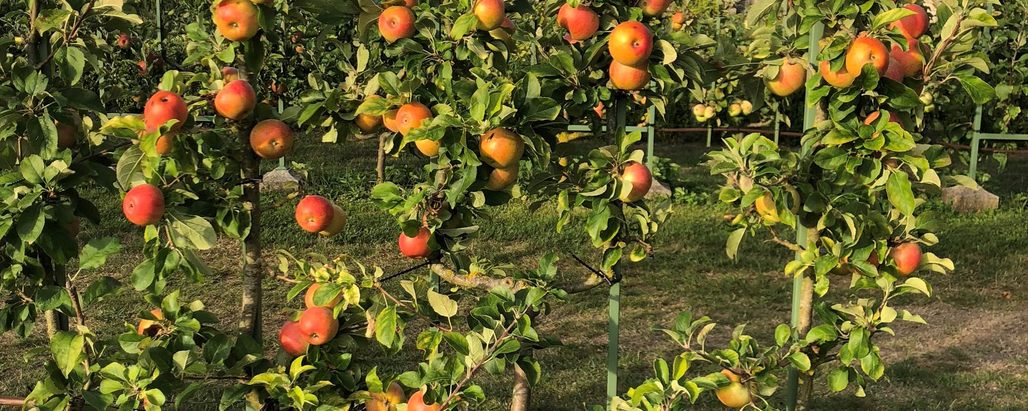 POMMIERS EN ESPALIER DANS LES VERGERS-POTAGERS