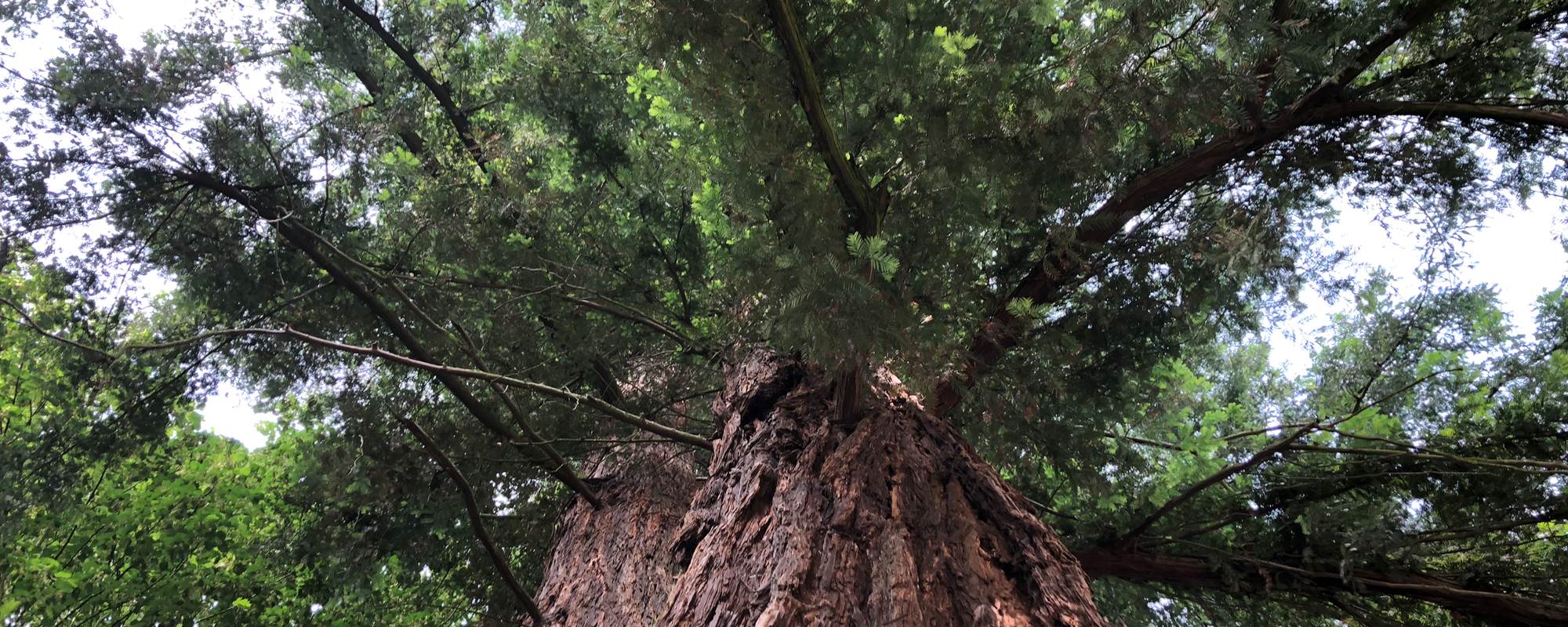 Le splendide Séquoia à deux têtes  de 300 ans, s'il pouvait parler  ?