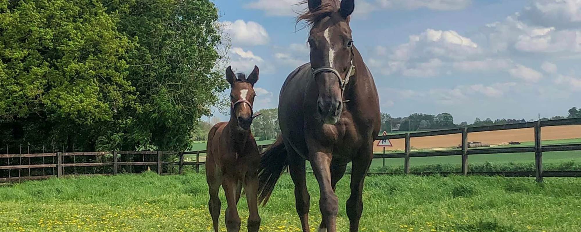 Elevage de chevaux de sport