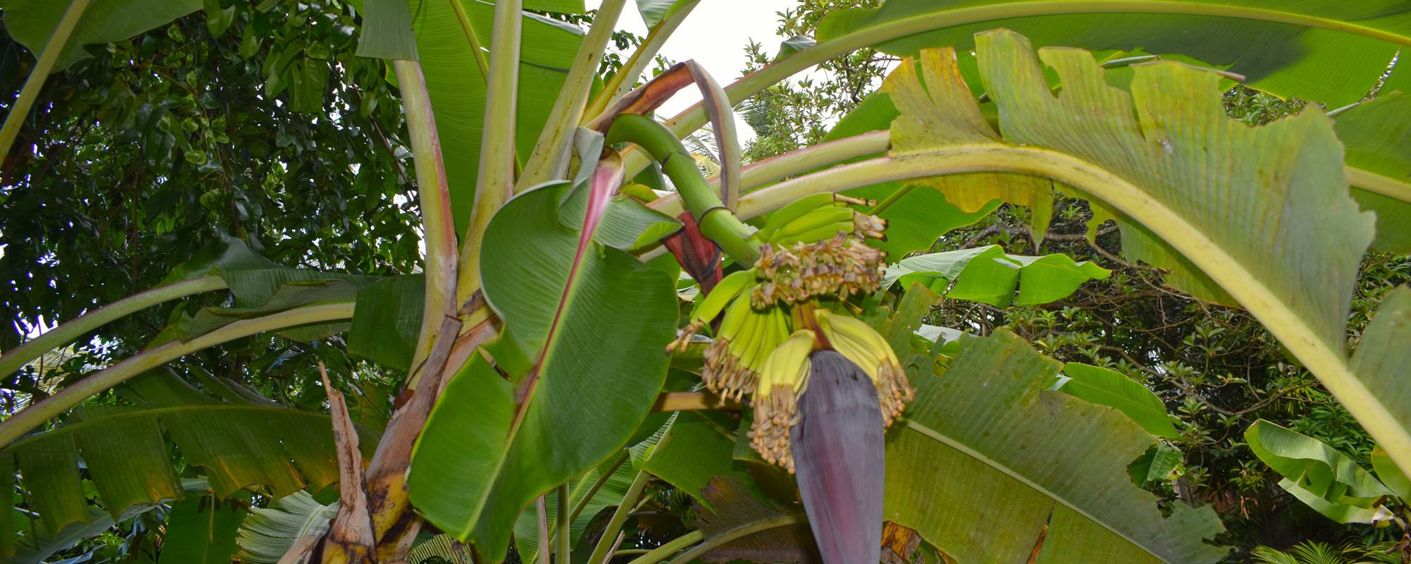 Bannanes et sa fleur N°1