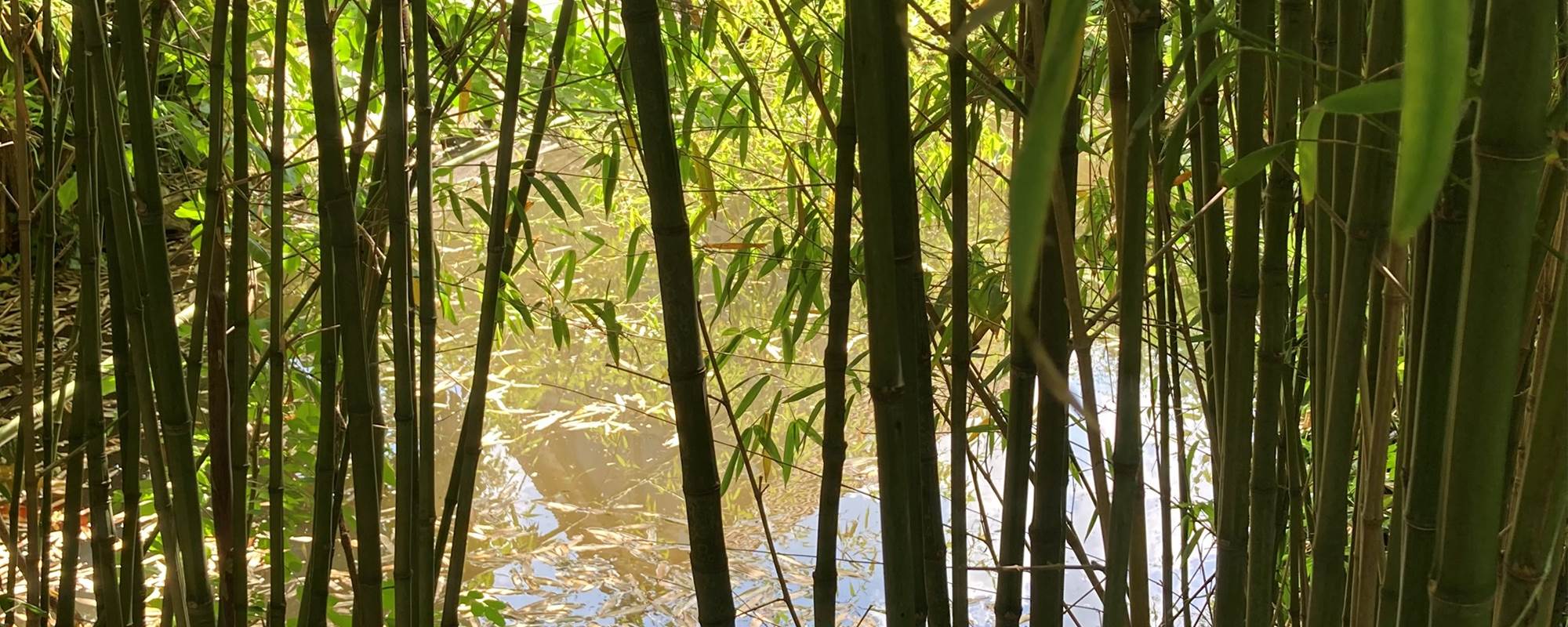 le petit bois de bambou