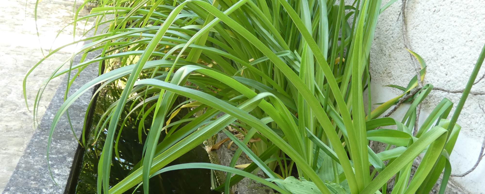 L'ancien abreuvoir apporte sa fraicheur