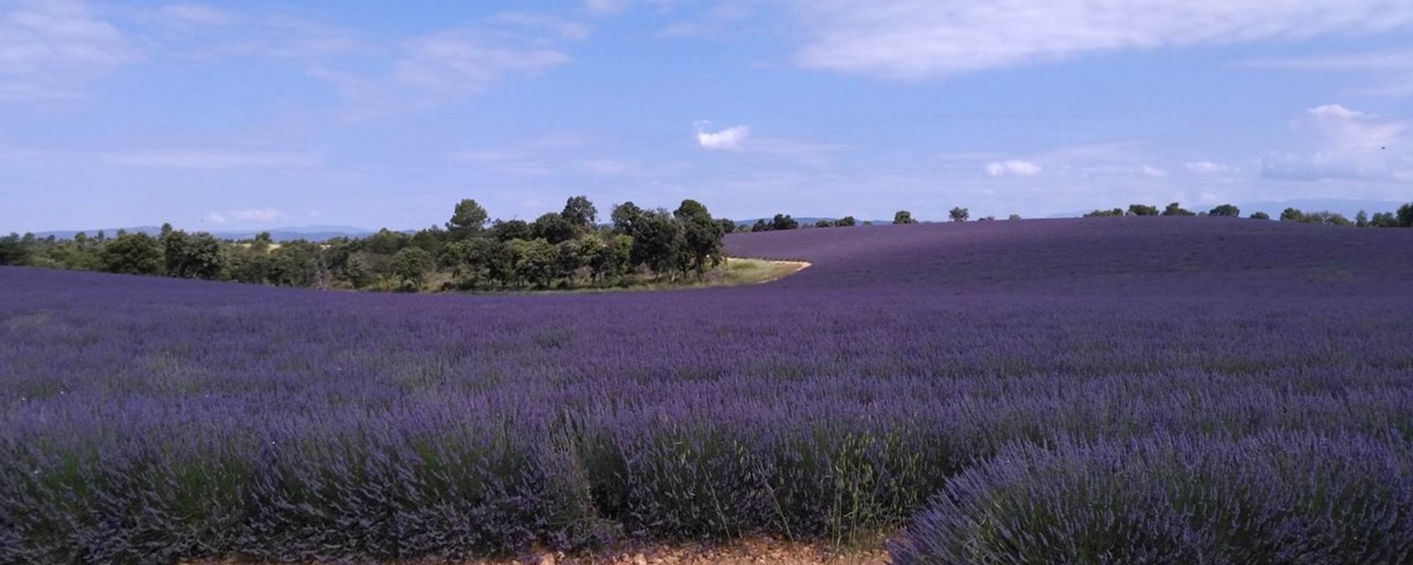 Lavandes Plateau Valensole