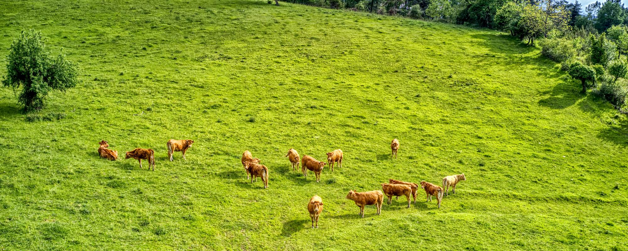 hébergements situés dans un écrin de verdure à la campagne
