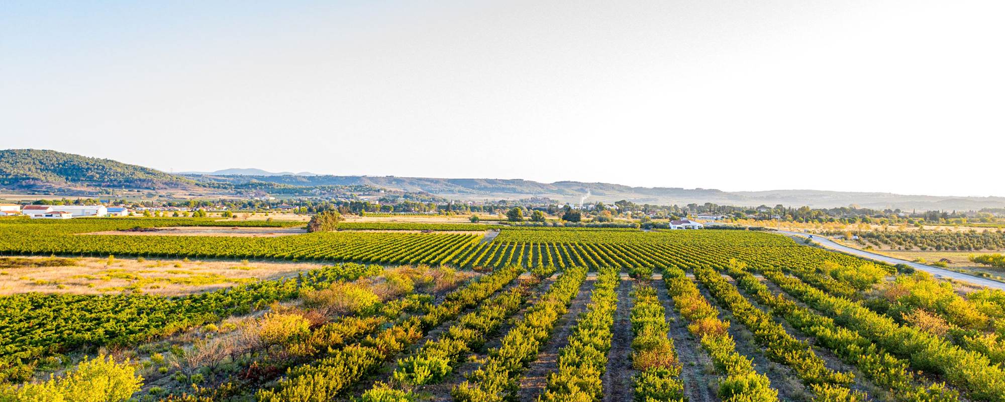 gîtes au cœurs des vignes