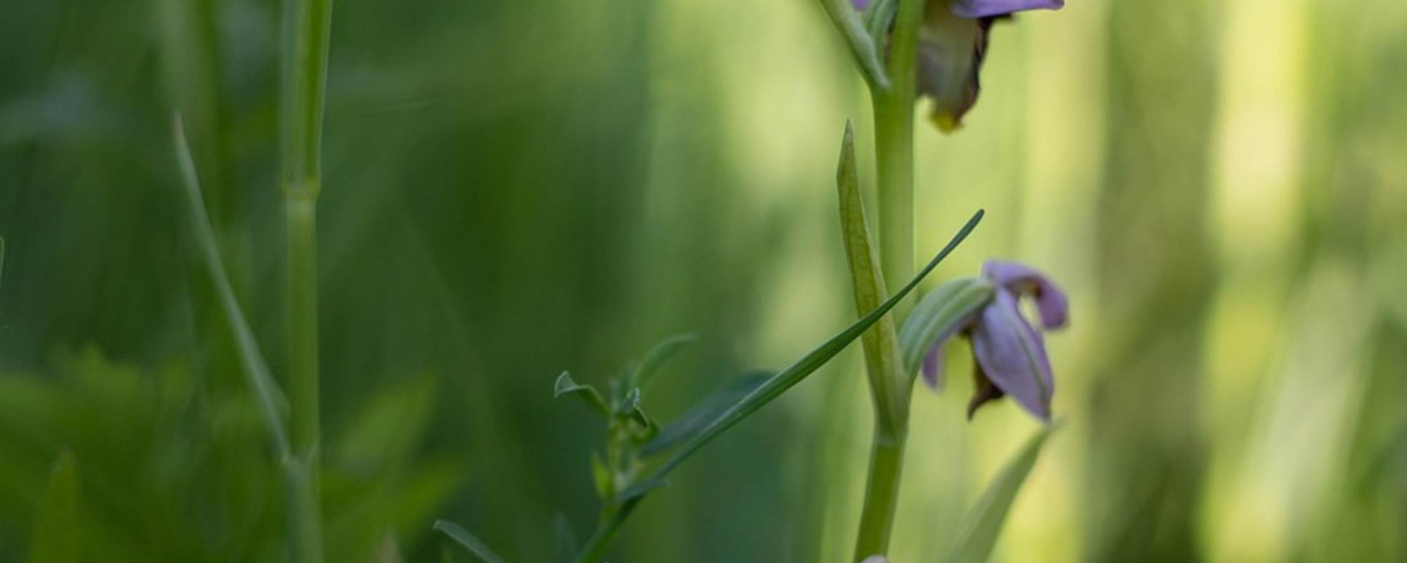 drone-orchis-5188485_1280