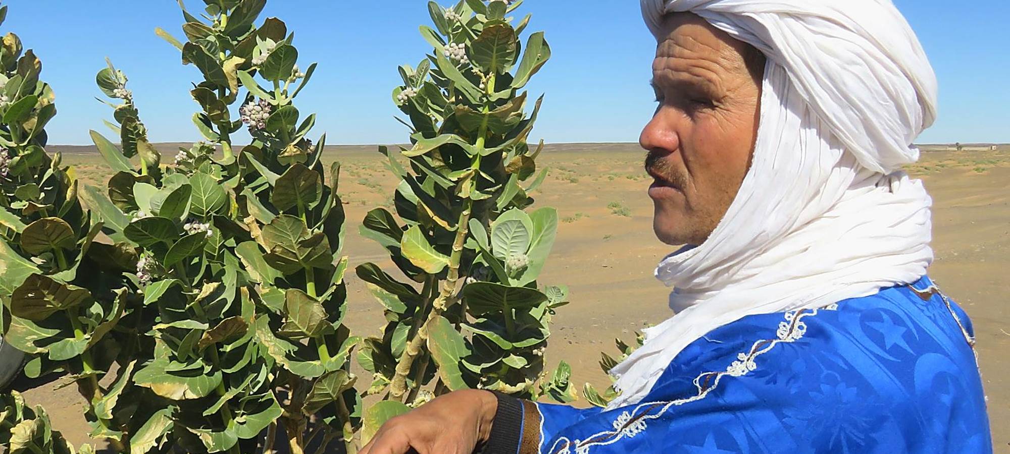 Ali et les plantes du désert