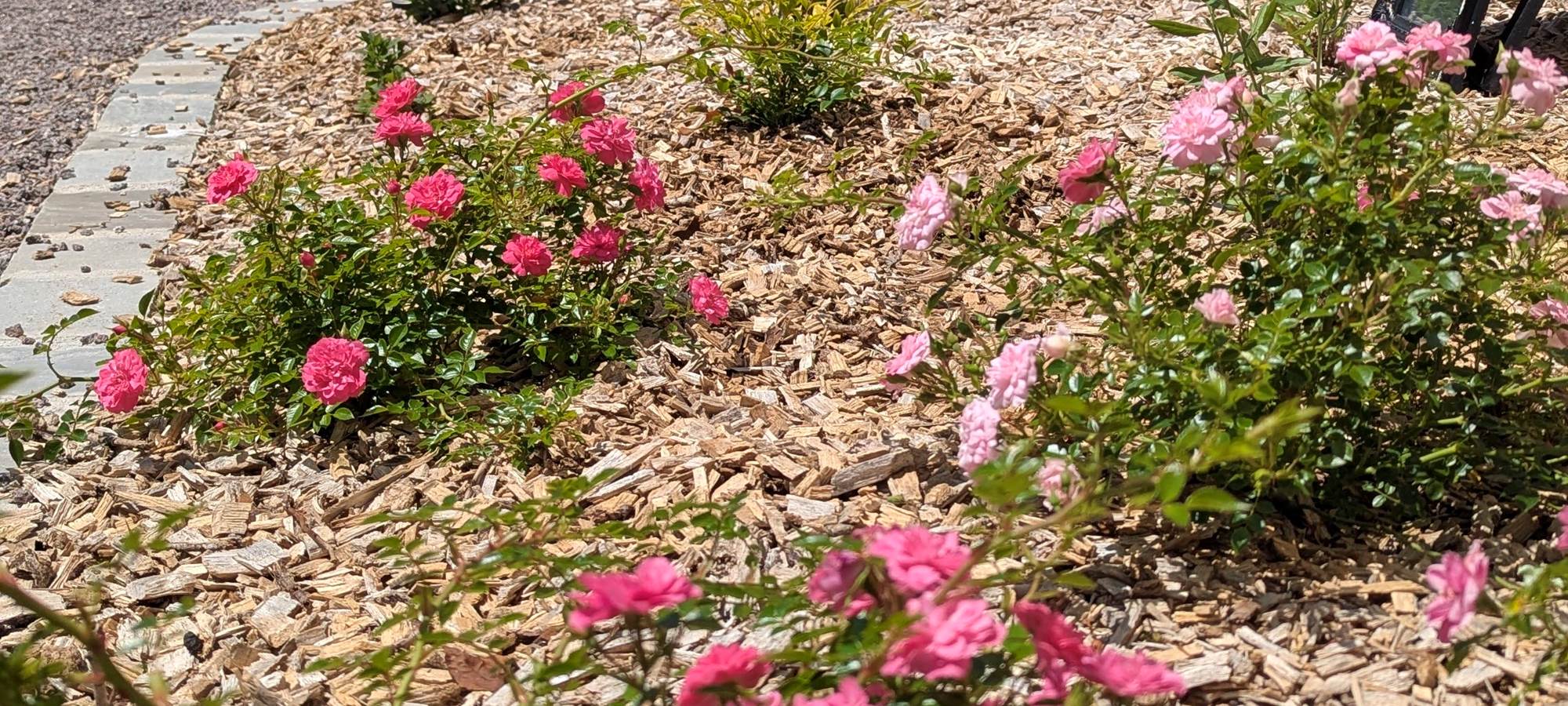 les-fleurs-s-épanouissent