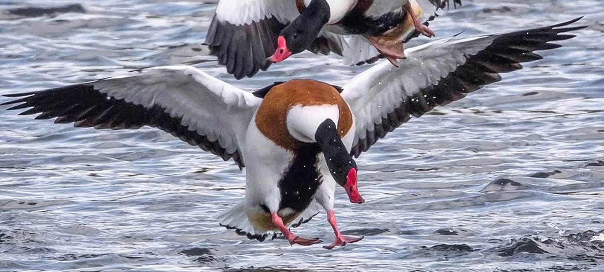 Tadorne Gites La Baie des Remparts Baie de Somme Picardie France