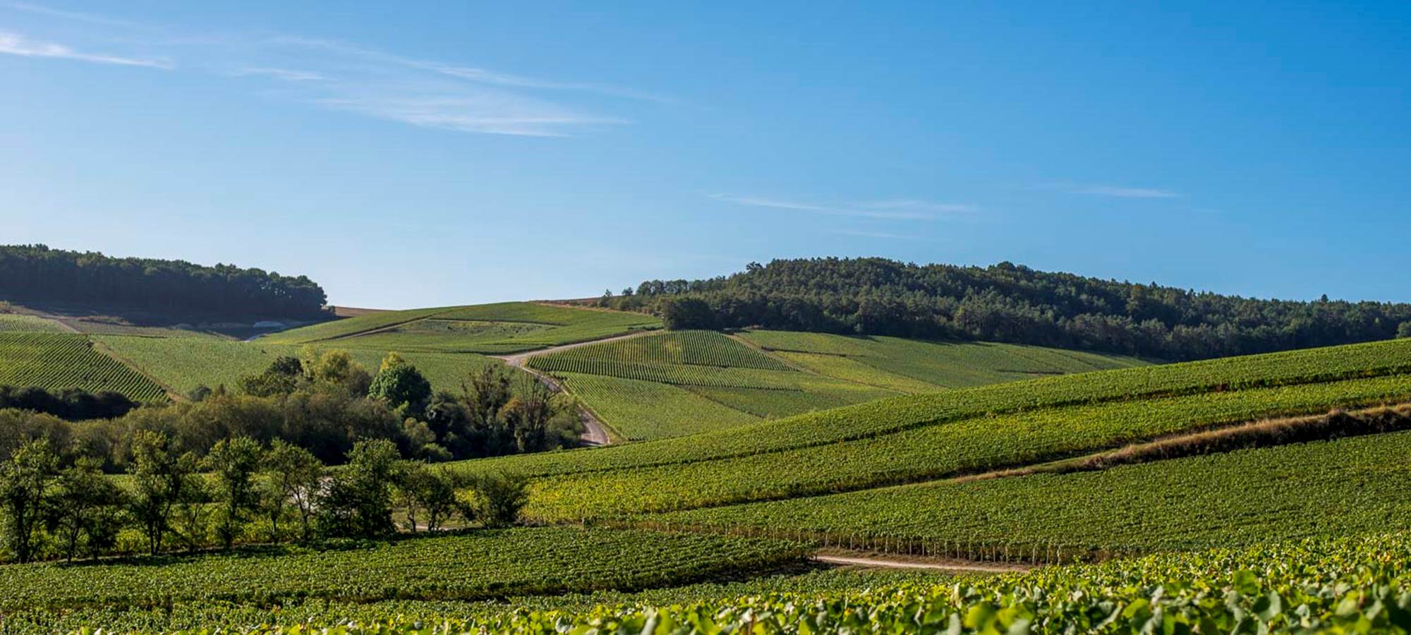 vignoble-de-champagne