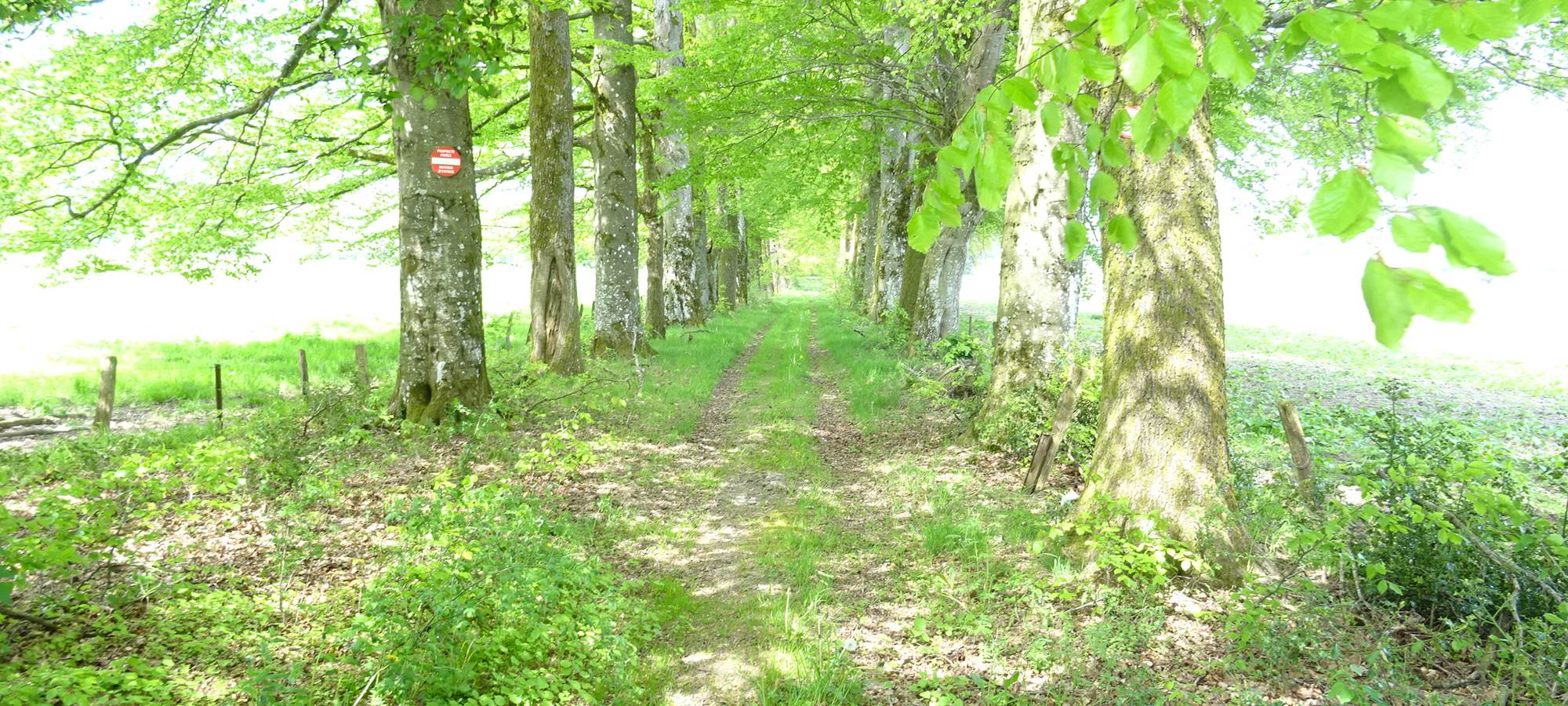 promenade dans les bois autour de Bras-Haut
