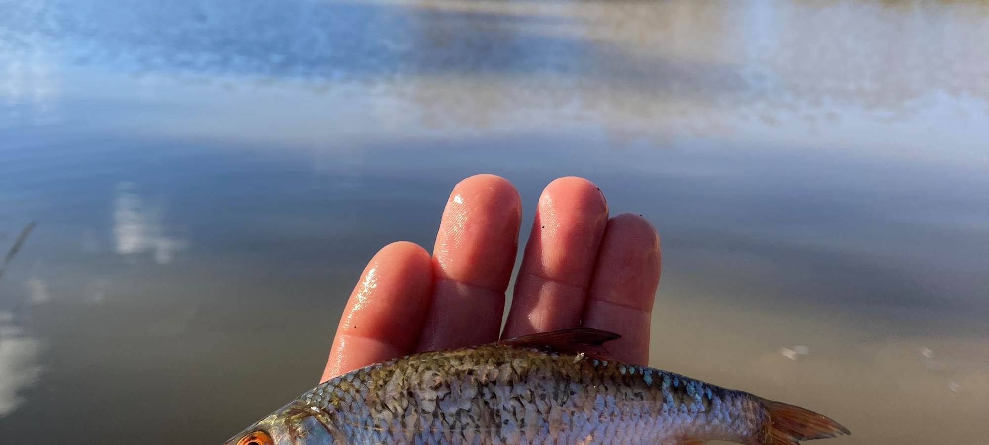 Ecolodge Charles Ashton poisson gardon