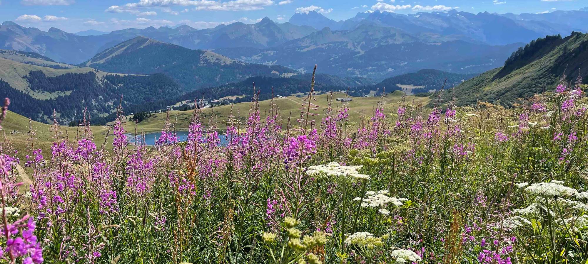 Randonnée douce parmi les épilobes en fleurs avec vue sur le massif du Chablais et les sommets des Alpes suisses.