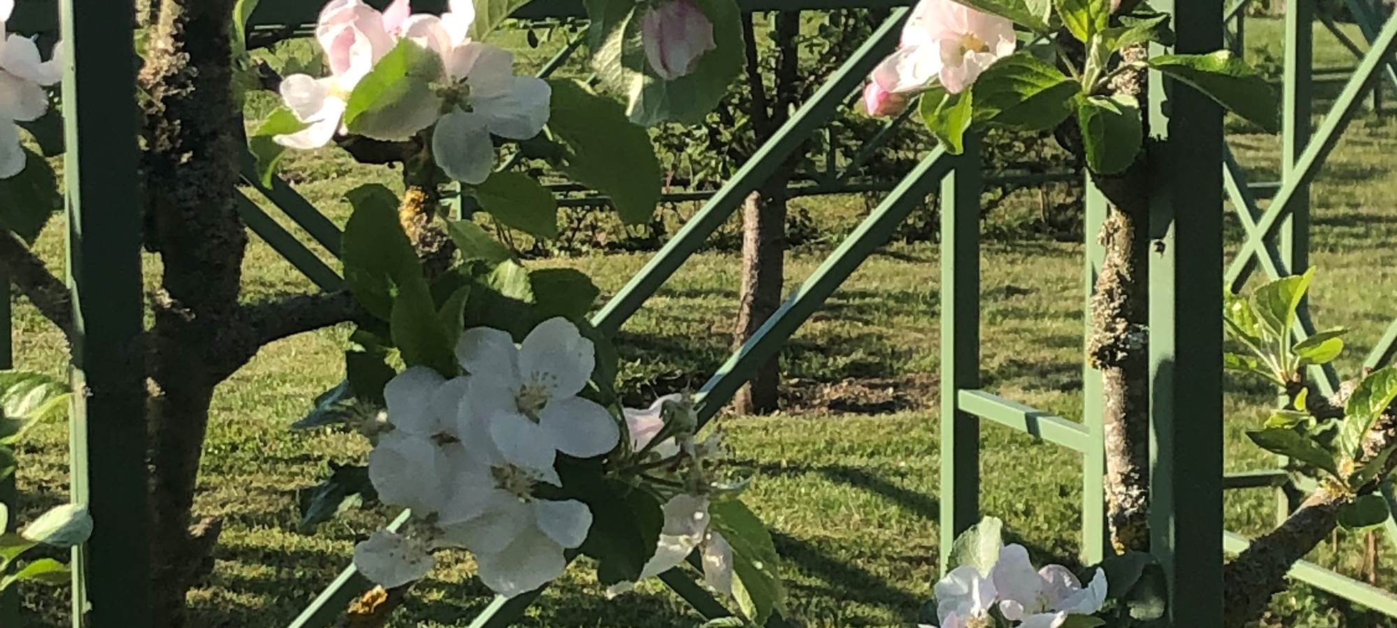 DANS LES VERGERS-POTAGERS