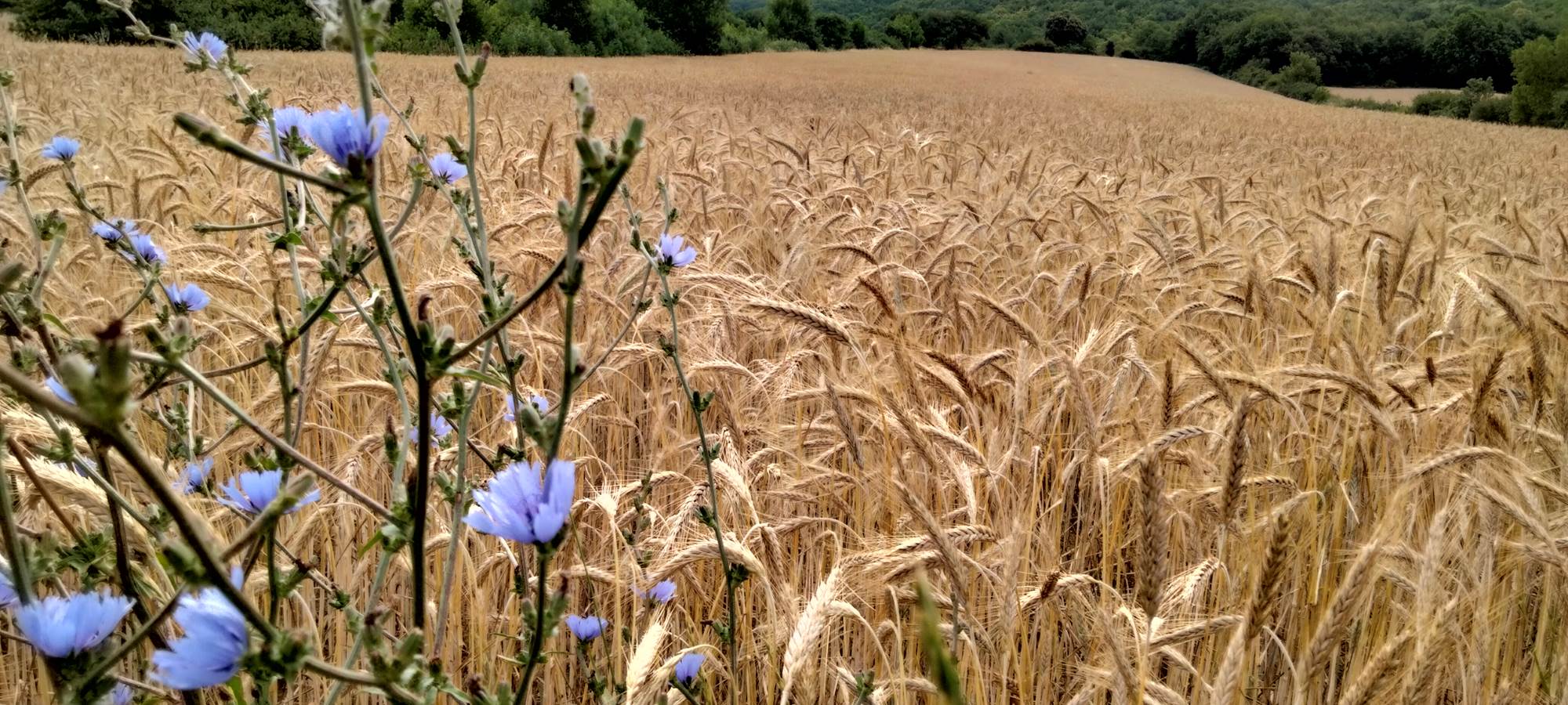 Champs de céréales que nous cultivons pour nourrir nos Porcs Noirs Gascon