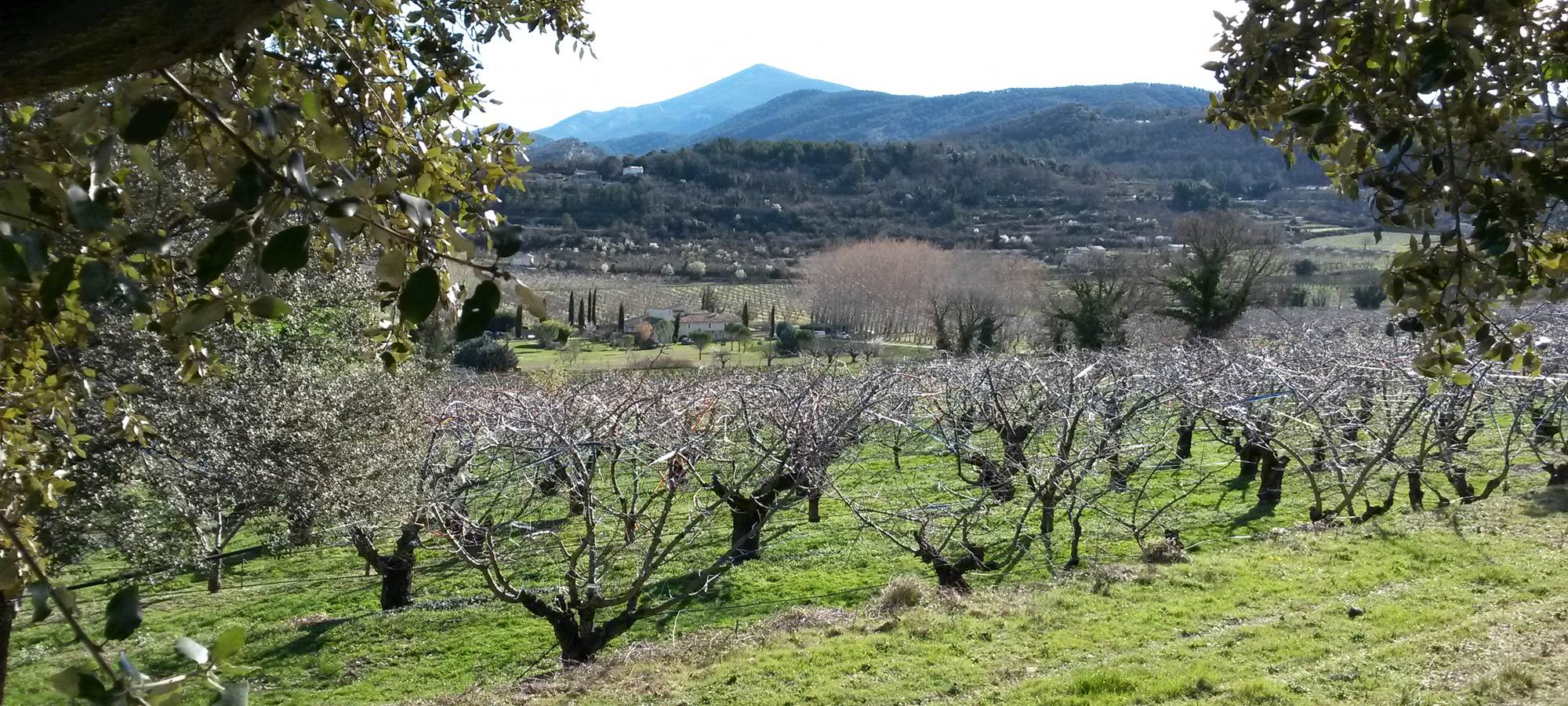 Vue avec le mont Ventoux