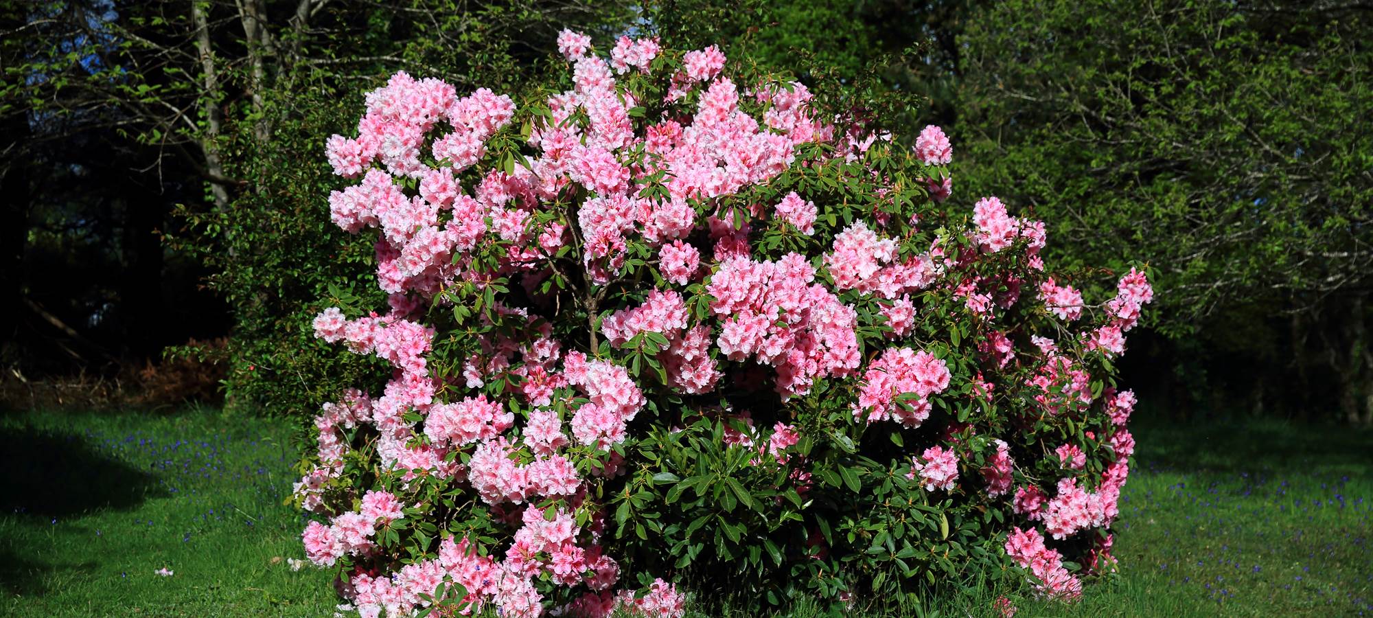 Rhododindrons en fleur dans notre jardin