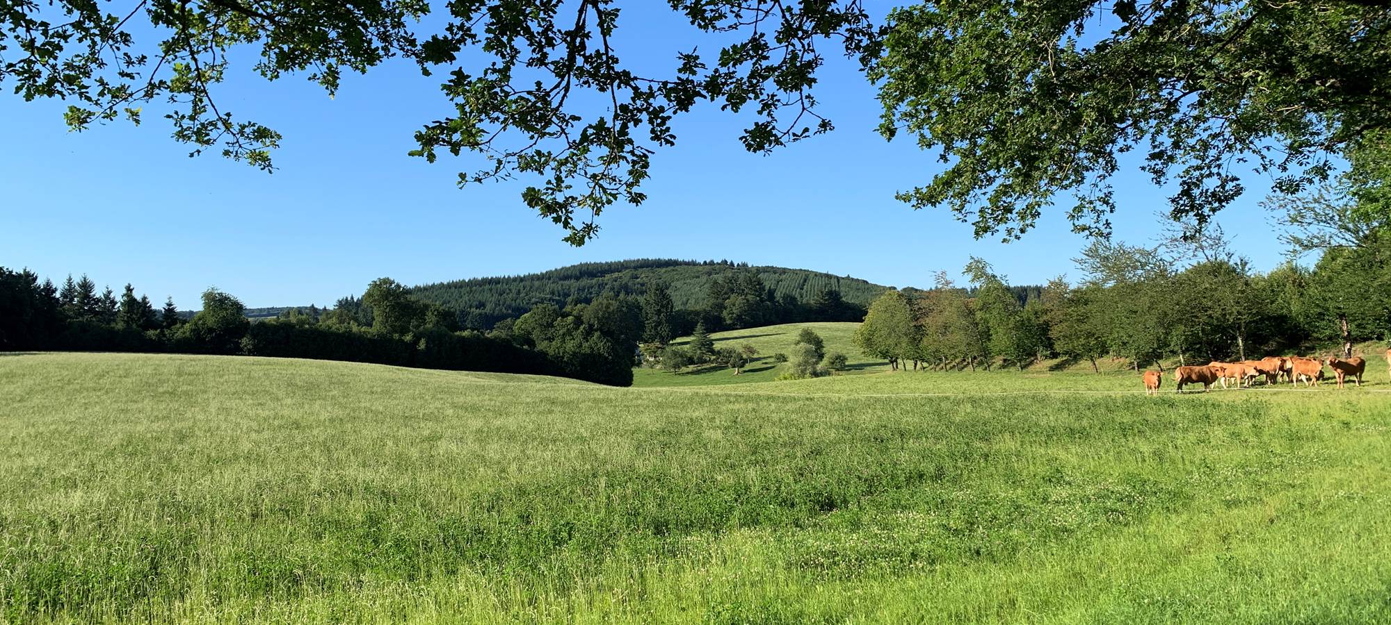 Les terres de la chouette, campagne limousine, vaches limousines