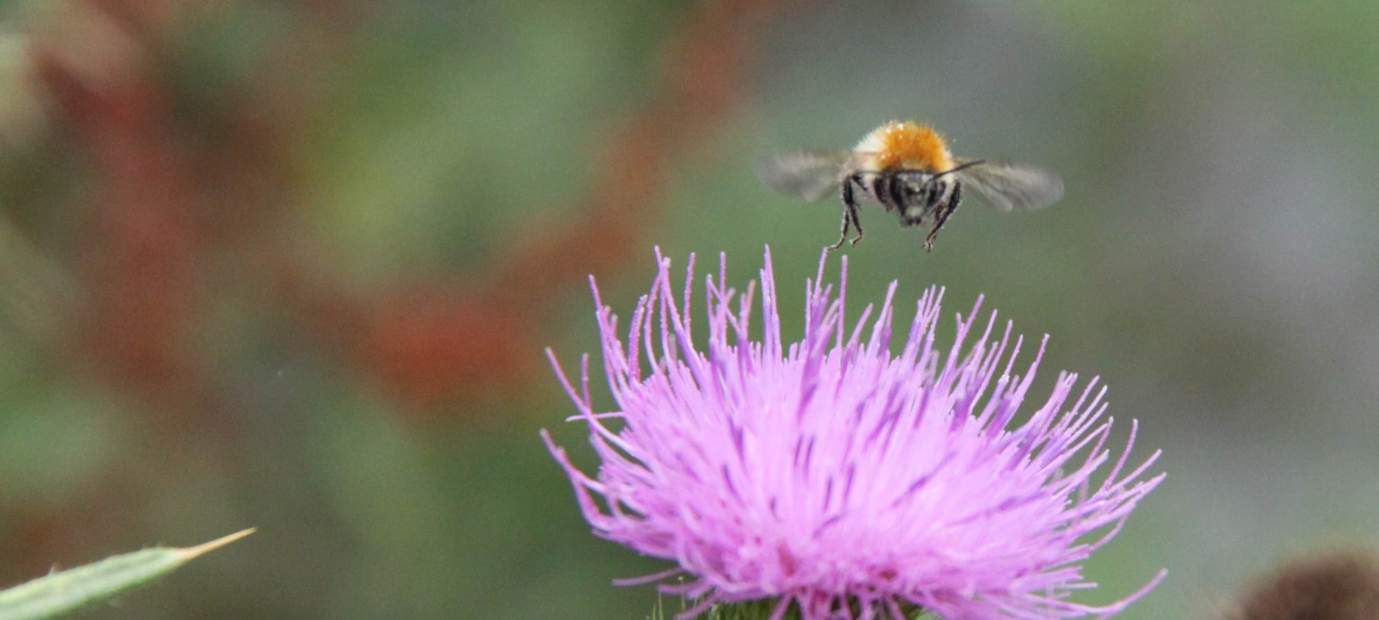 Abeille dans le jardin  _paradis des chasseurs d'images_