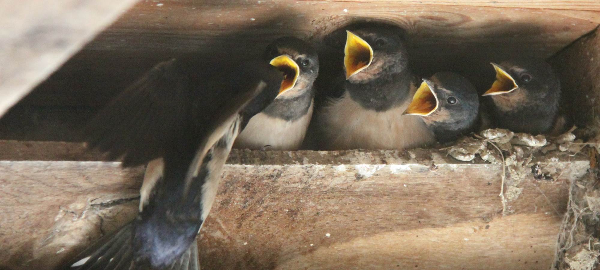 HIRONDELLES  Vouilly